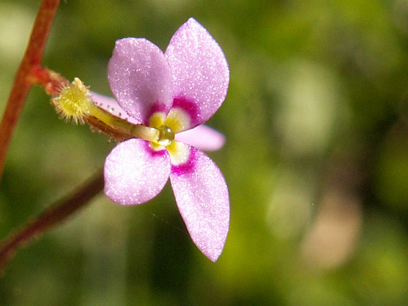 Le joli mois de mai fait ce qu'il lui plaît Stylidium05