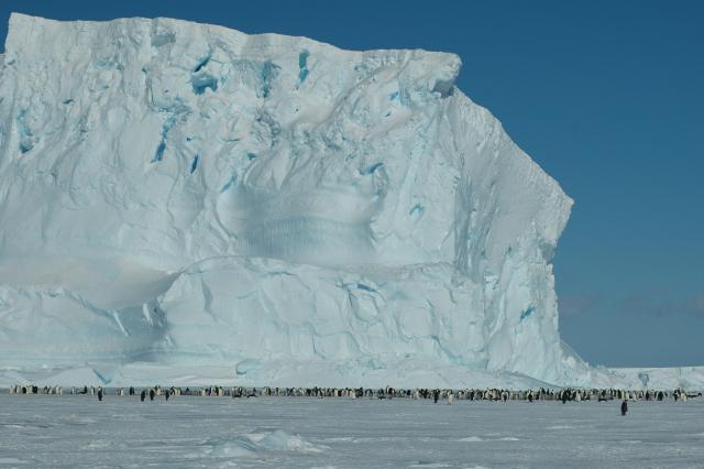 Pictures War - La guerre des images [INDISPONIBLE] - Page 8 Antarctique_Pinguins_icebergs