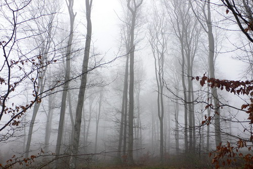 Les marais brumeux Brume_dHiver_Neufmarche_