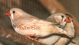  Varieties of the Zebra Finch CreamZebra