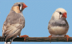  Varieties of the Zebra Finch PASTELZEBRA