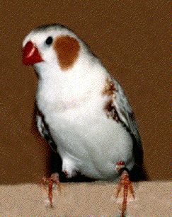  Varieties of the Zebra Finch Penguin