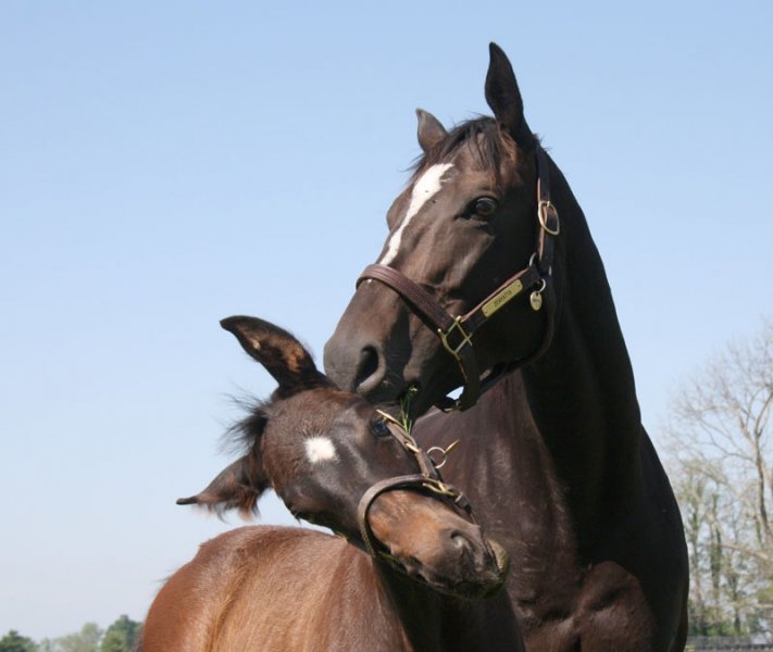 ZENYATTA buenas noticias.... - Página 2 12zen050212