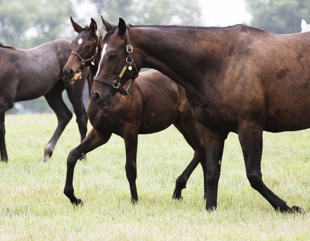 ZENYATTA buenas noticias.... - Página 2 Zen0720124-620x483