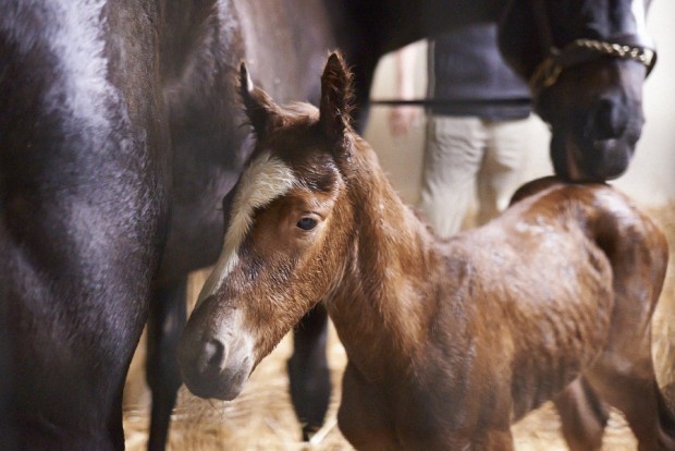 ZENYATTA buenas noticias.... - Página 3 Zen_foal_262-620x414