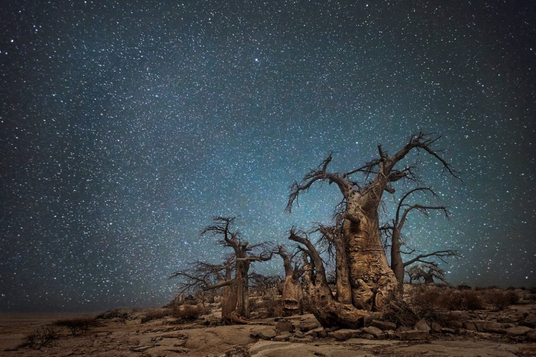 Arbres les plus vieux du monde Beth Moon  + citations (photos superbes!!) Vieu-arbre-etoile-02-1080x720