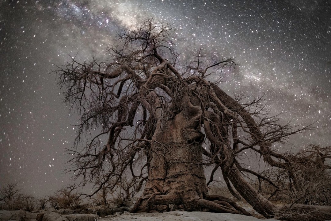 Arbres les plus vieux du monde Beth Moon  + citations (photos superbes!!) Vieu-arbre-etoile-03-1080x720