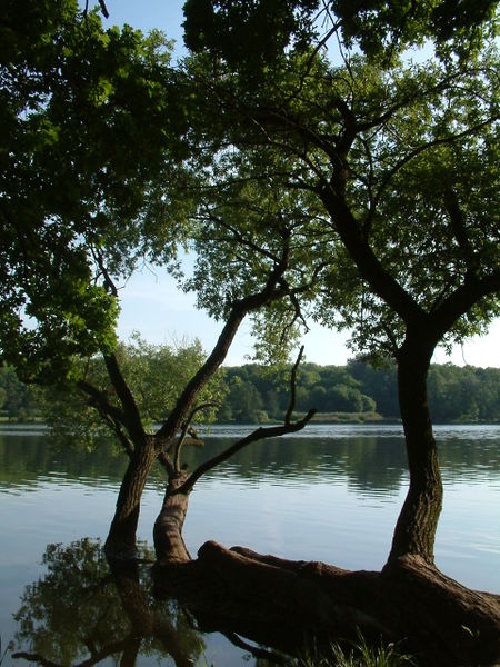 Jezioro świtlików Jezioro_Rusalka_Poznan