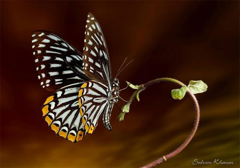 حشرات .. لكن جميله Butterfly-1-khawar