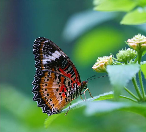 حشرات .. لكن جميله Butterfly-diane-d