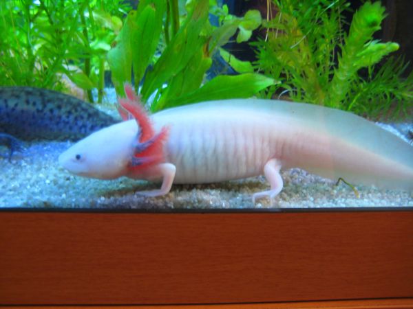 Axolotl, REALLY weird animal LOL Axelotl_albino_0598