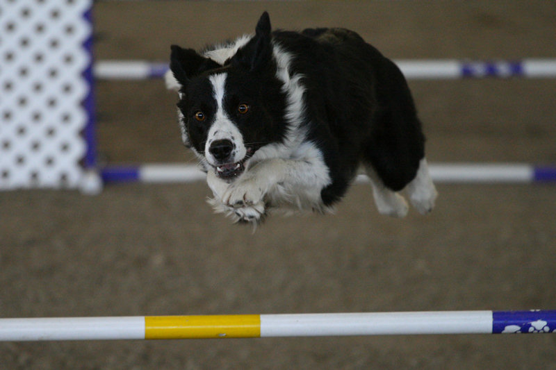 TOP 5- pasme Border_Collie_Agility