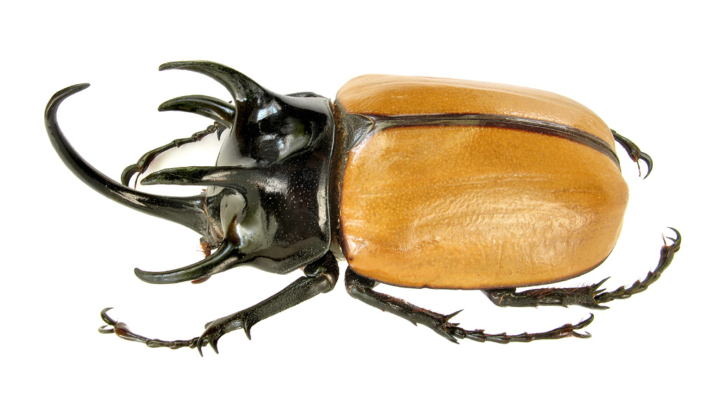 debutant en scarabée Eupatorus_gracilicornis