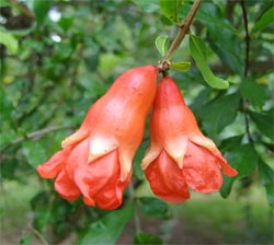 الرمان ))..... فاكهة الجنه . PomegranateFlwr