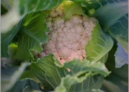 زراعة القرنبيط Cauli