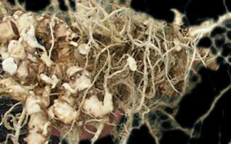 زراعة القرنبيط Clubroot