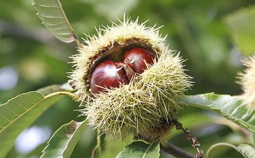  شجرة الكستناء Chestnuts