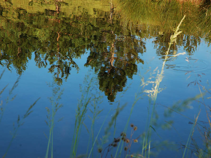 Da li je fotografija umetnost??? Zlatibor_ribnica11