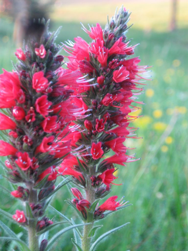 Cvet Zlatibor-livadski-crveni-cvet
