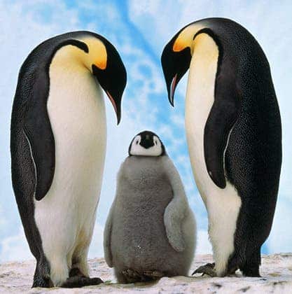 பெண் குயின் (Penguin) படங்கள். Penguin