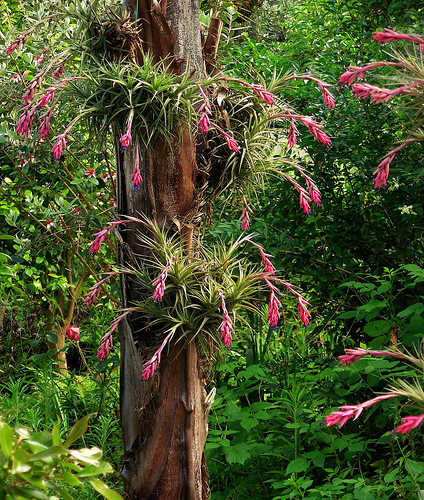 ABC sorrendben: virágnevek - képes játék - Page 2 Bromelia01