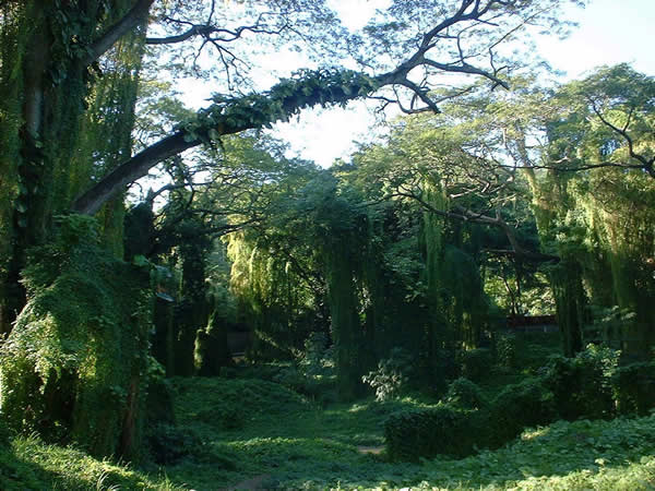 el bosque de los enanos Bosque%2001