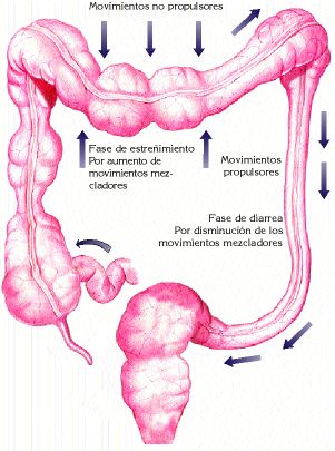 Síndrome de intestino irritable- Juan Carlos De lima Vides- 102101022- Semestre: IIID Colon_irritable