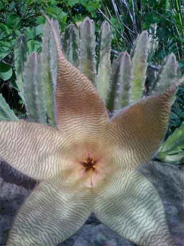 Fotografije kaktusa i sukulenata Starfish-cactus