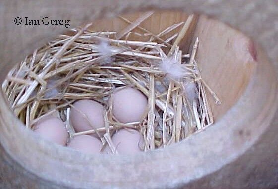 اجمل بطه بالعالم..! Mandarineggs