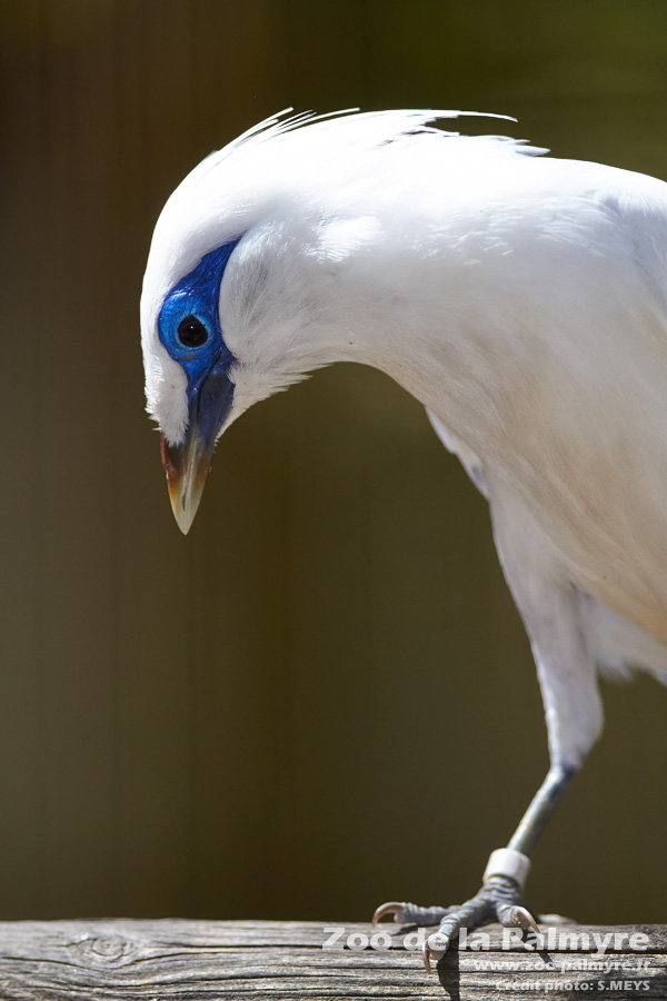 l'oiseau de Martin du 31 octobre trouvé par Martine _mg_1800