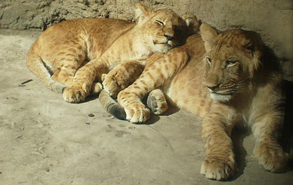 Löwe (Panthera leo) 2020176-loewe-jungtiere