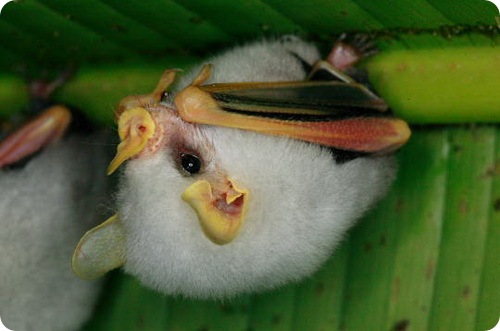 Intercambio de formas :3 - Página 3 Ectophyllaalba3