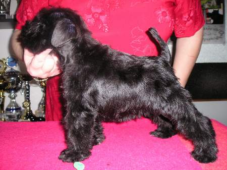 Black miniature schnauzer 01