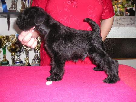 Black miniature schnauzer 04