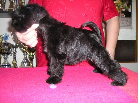 Black miniature schnauzer 05