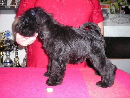 Black miniature schnauzer 07