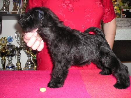 Black miniature schnauzer 08