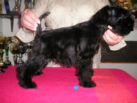 Black miniature schnauzer 01n