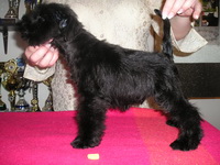 Black miniature schnauzer 03n