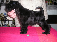 Black miniature schnauzer 05n