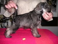 Miniature schnauzer p+s 02n