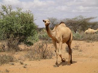 الإعجاز الرباني بفوائد ألبان  الإبــــــل. Camel