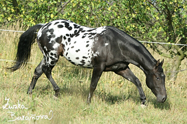 Elderberry 1558