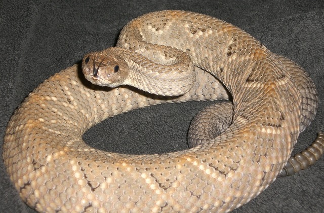 some picks of my pregnant Crotalus durissus unicolor cb 2006 8079569