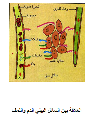 العلاقة بين الدم و السائل البيني و اللمف 875829432