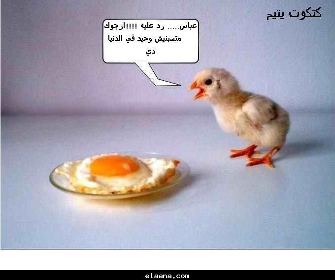 حبت صور بقى ههههههههه  ارجو وضع رد  481471572