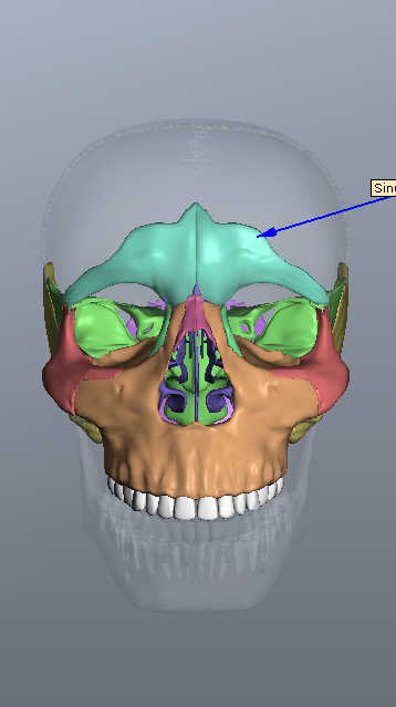 برنامج BoneLab تشريح الجسم البشرى بالبعد الثلاثي 3D 410306344