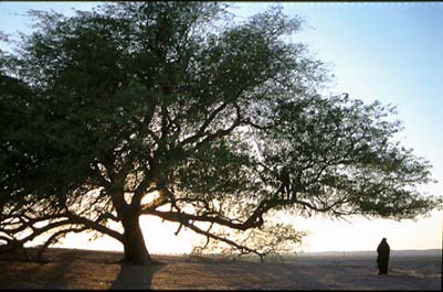 شجرة الحياة في البحرين اكبر شجرة في البحرين 717127617
