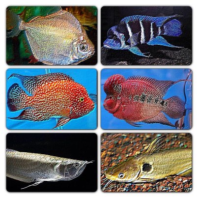 السمكه الهنديه الزجاجيه Indian Glass Fish 538091471