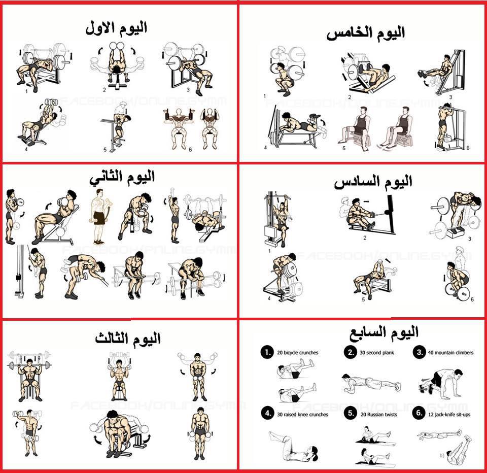  جدول تمارين كمال الاجسام للمبتدئين 915796677